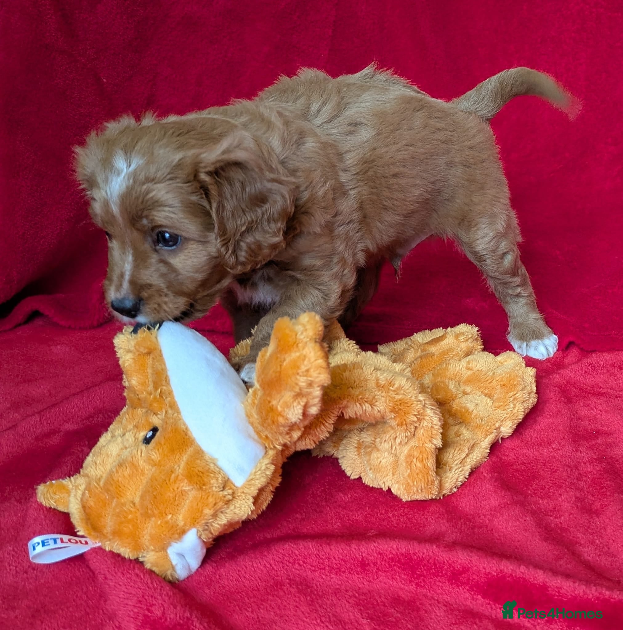 Cavapoo dogs All puppies reserved. - Advert 1