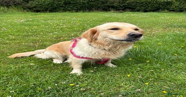 Golden Retriever dogs - Advert 3