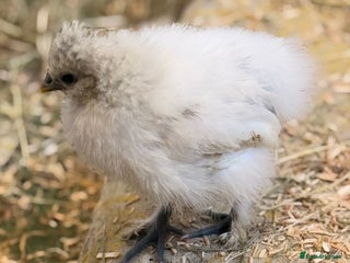 Chickens poultry - Advert 1