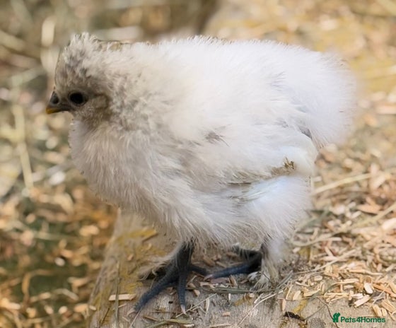 Chickens poultry - Advert 1