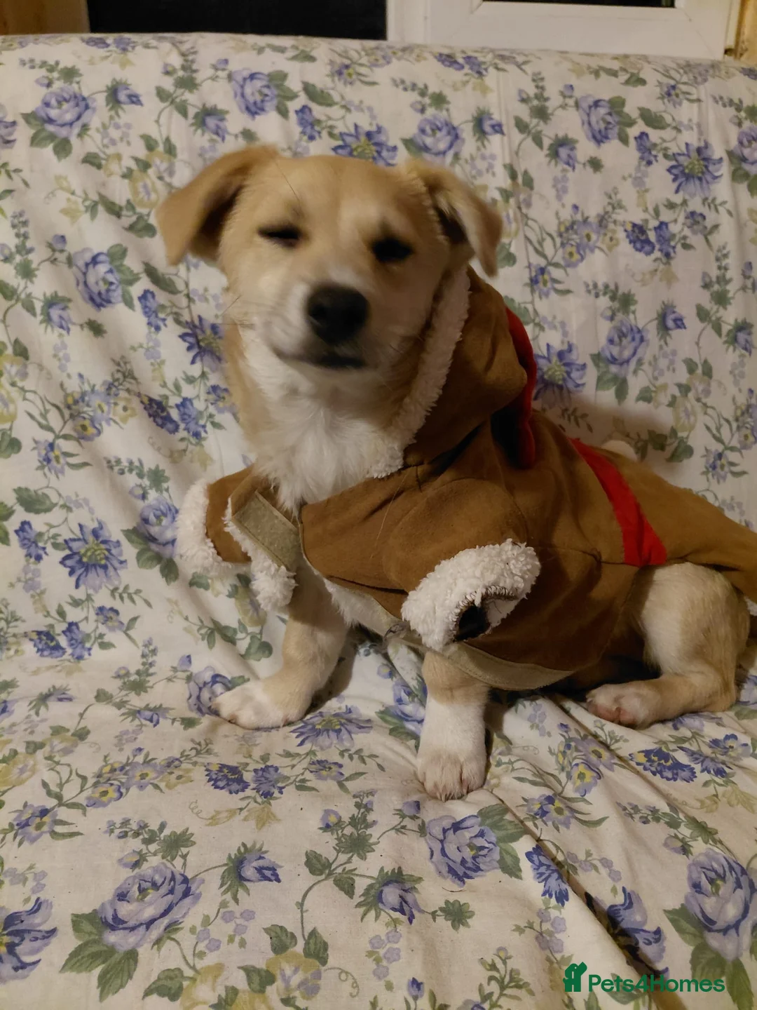 Mixed Breed dogs for adoption: 🌸Little HARA🌸- gentle, grateful and full of love - Advert 6