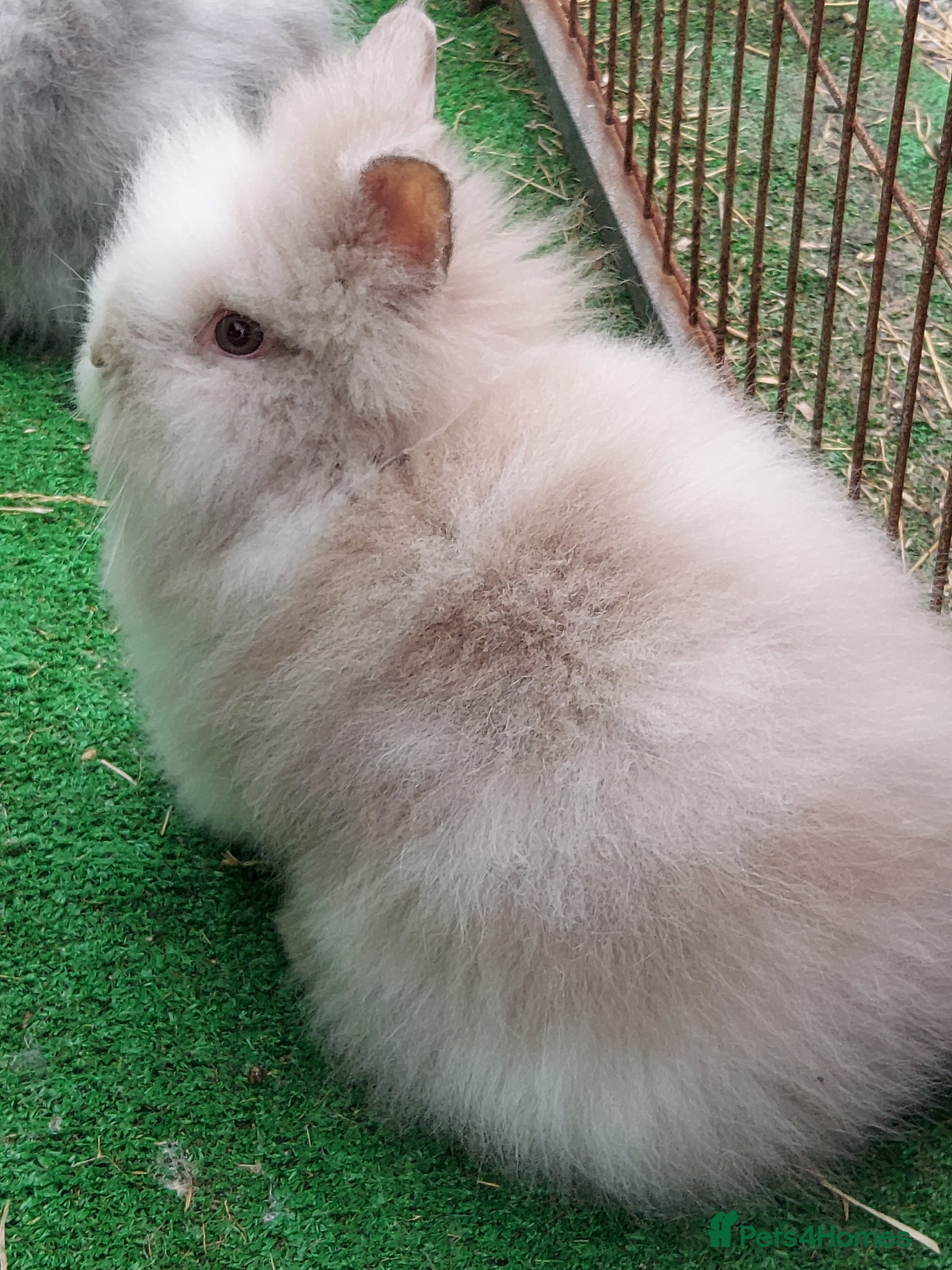 Lionhead rabbits Beautiful Male Baby. - Advert 4
