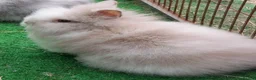 Lionhead rabbits for sale: Beautiful Male Baby. - Advert 1