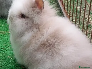 Lionhead rabbits Beautiful Male Baby. - Advert 14