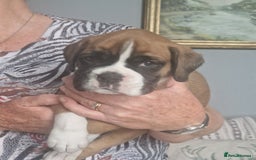 Boxer dogs for sale: Boxer puppies - Image 4