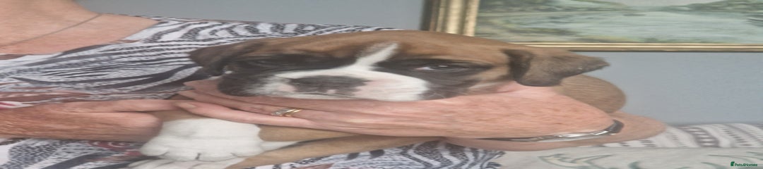 Boxer Puppy 2