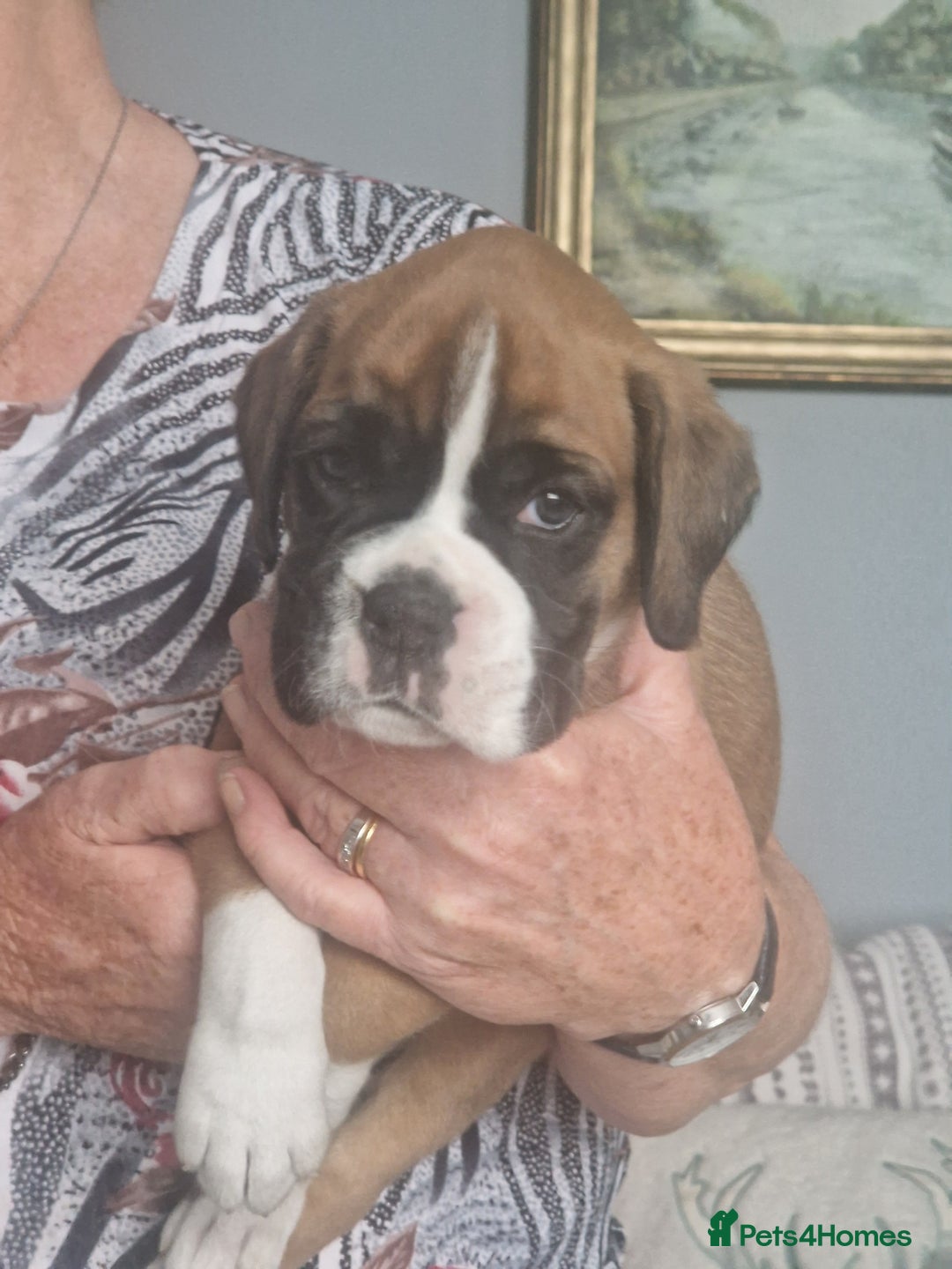 Boxer dogs for sale: Boxer puppies - Image 4