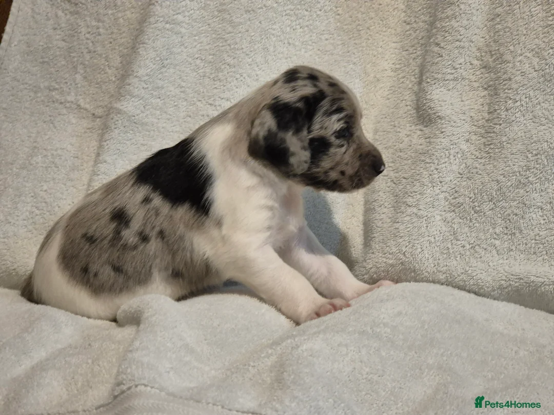 Sprollie dogs for sale: 3/4 Springer Spaniel Puppies - Sprollies - Advert 16