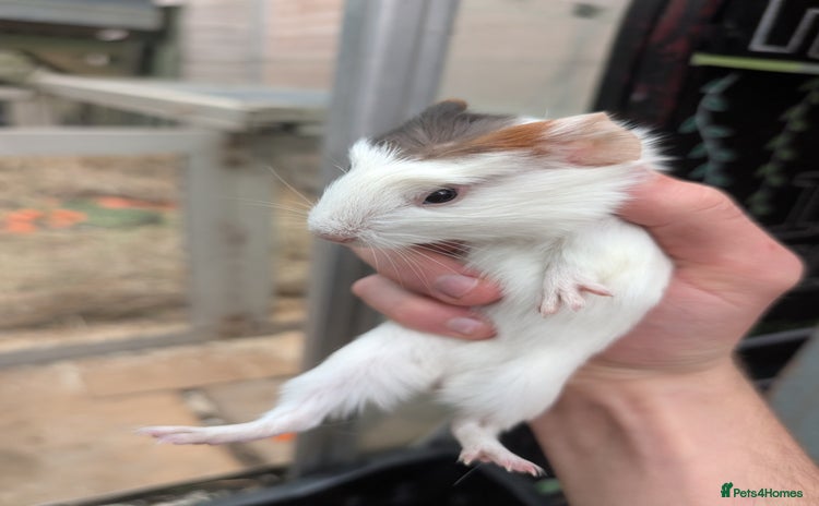 Guinea Pig rodents Female rescue guinea pigs  - Advert 13