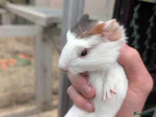 Guinea Pig rodents Female rescue guinea pigs - Advert 16