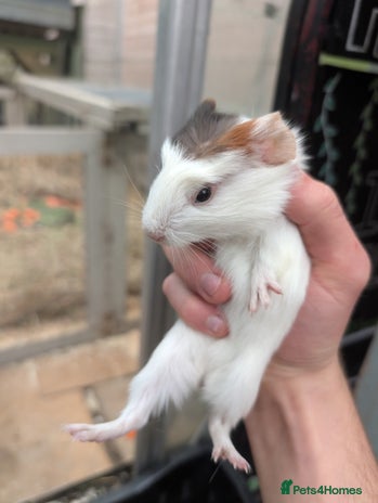 Guinea Pig rodents Female rescue guinea pigs - Advert 13