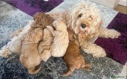 Cavapoochon dogs for sale: 6 Gorgeous Cavapoochon Puppies  - Image 10
