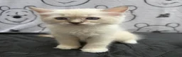 Ragdoll cats for sale: Beautiful Ragdoll Kittens Looking for Forever Home - Advert 14