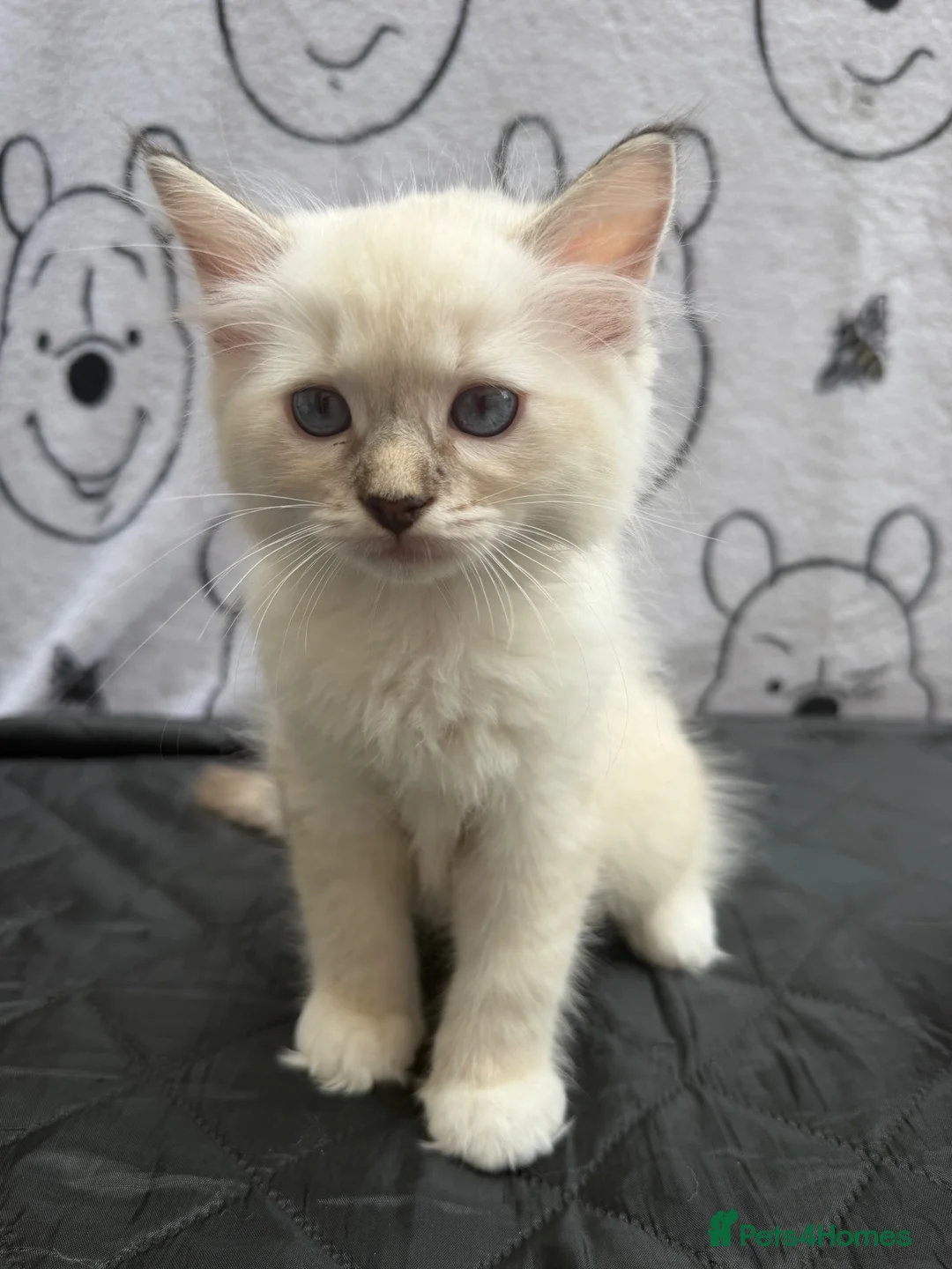 Ragdoll cats for sale: Beautiful Ragdoll Kittens Looking for Forever Home - Advert 14