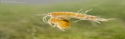 Mixed Breed invertebrates for sale: Cheap River Shrimp / Scuds as Cleanup or Live Food - Advert 2