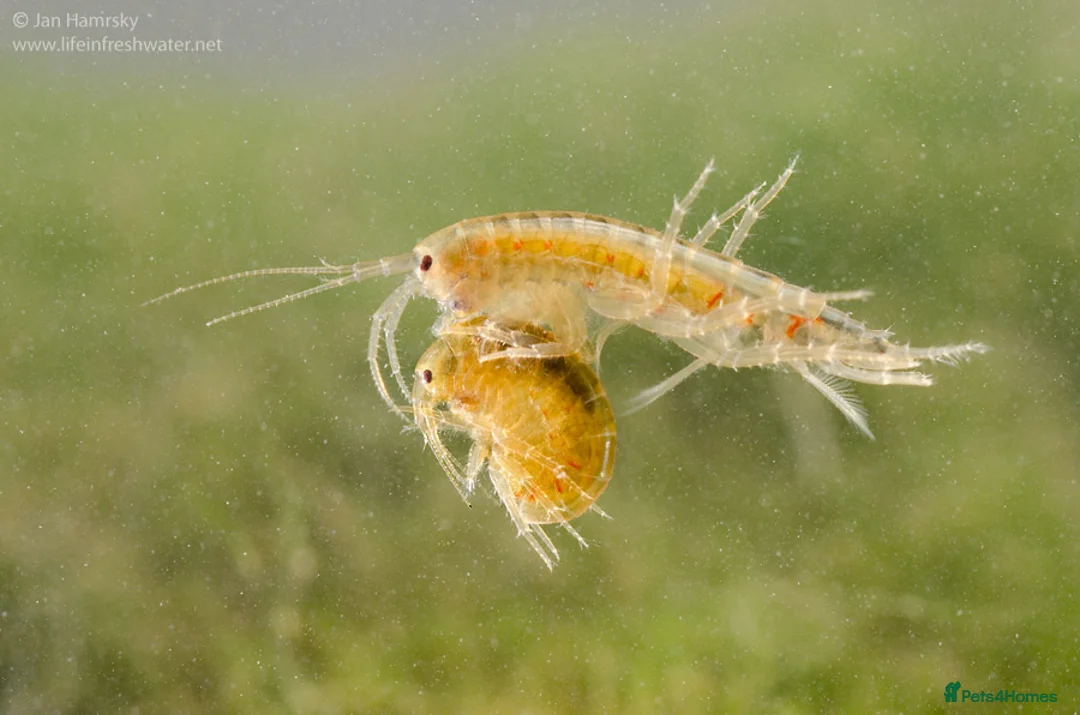 Mixed Breed invertebrates for sale: Cheap River Shrimp / Scuds as Cleanup or Live Food - Advert 2