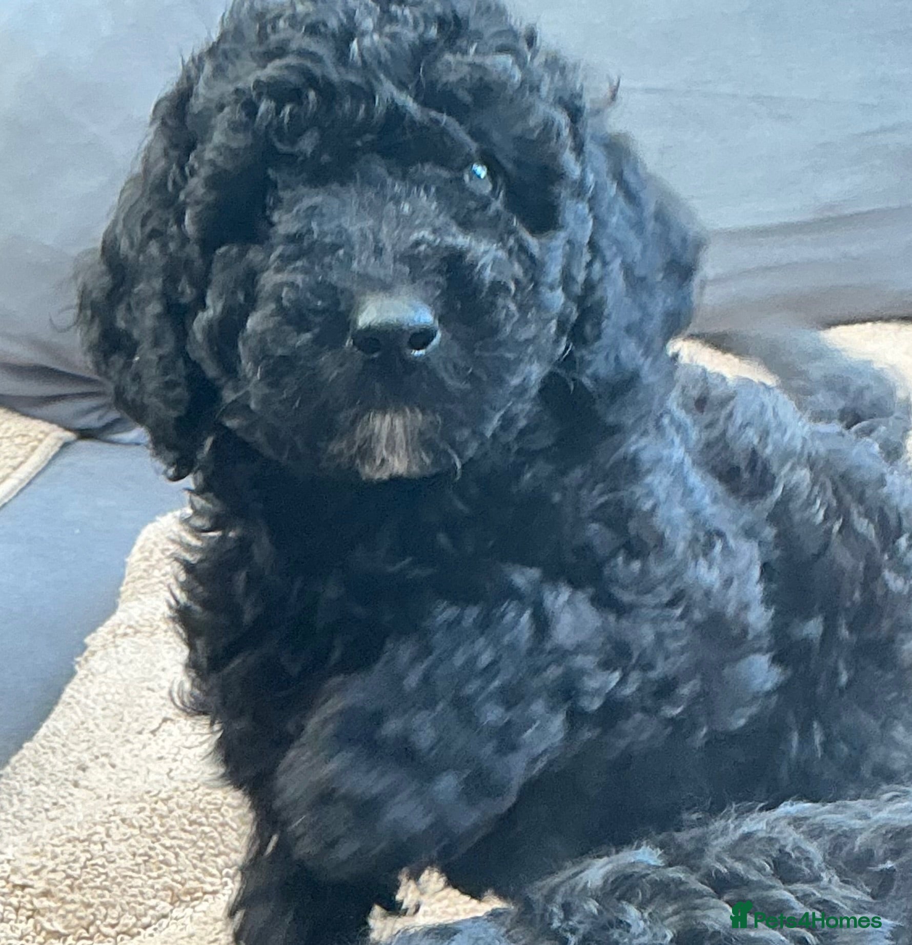 Toy Poodle dogs Toy Poodle Puppies  - Advert 2