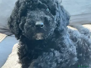 Toy Poodle dogs Toy Poodle Puppies - Advert 2