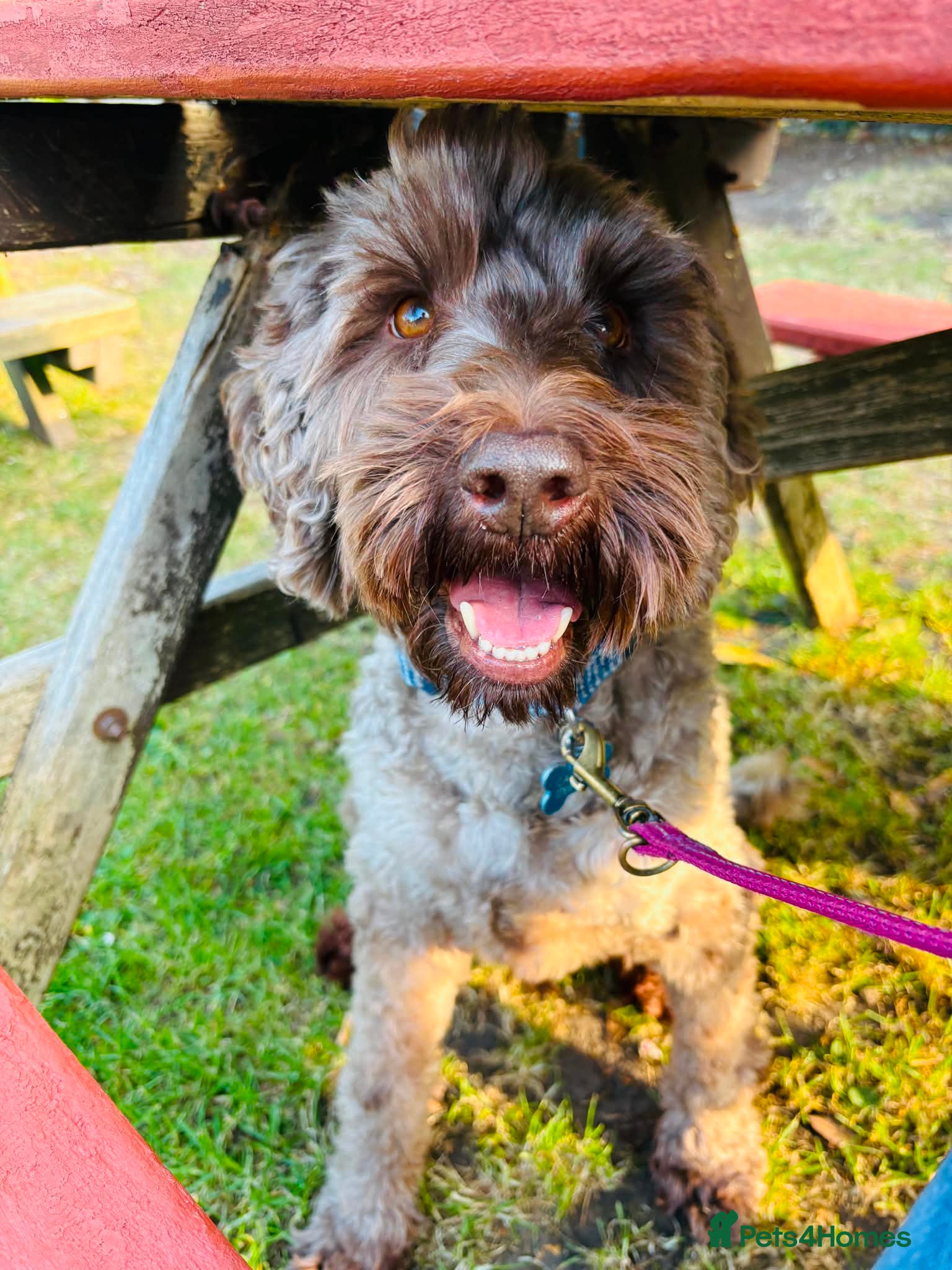 Australian Labradoodle dogs Australian Labradoodle for rehoming - Advert 1