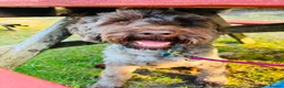 Australian Labradoodle dogs for sale: Australian Labradoodle for rehoming - Advert 1