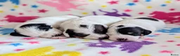 Jackapoo dogs for sale: Stunning Jackapoo girls  - Advert 8