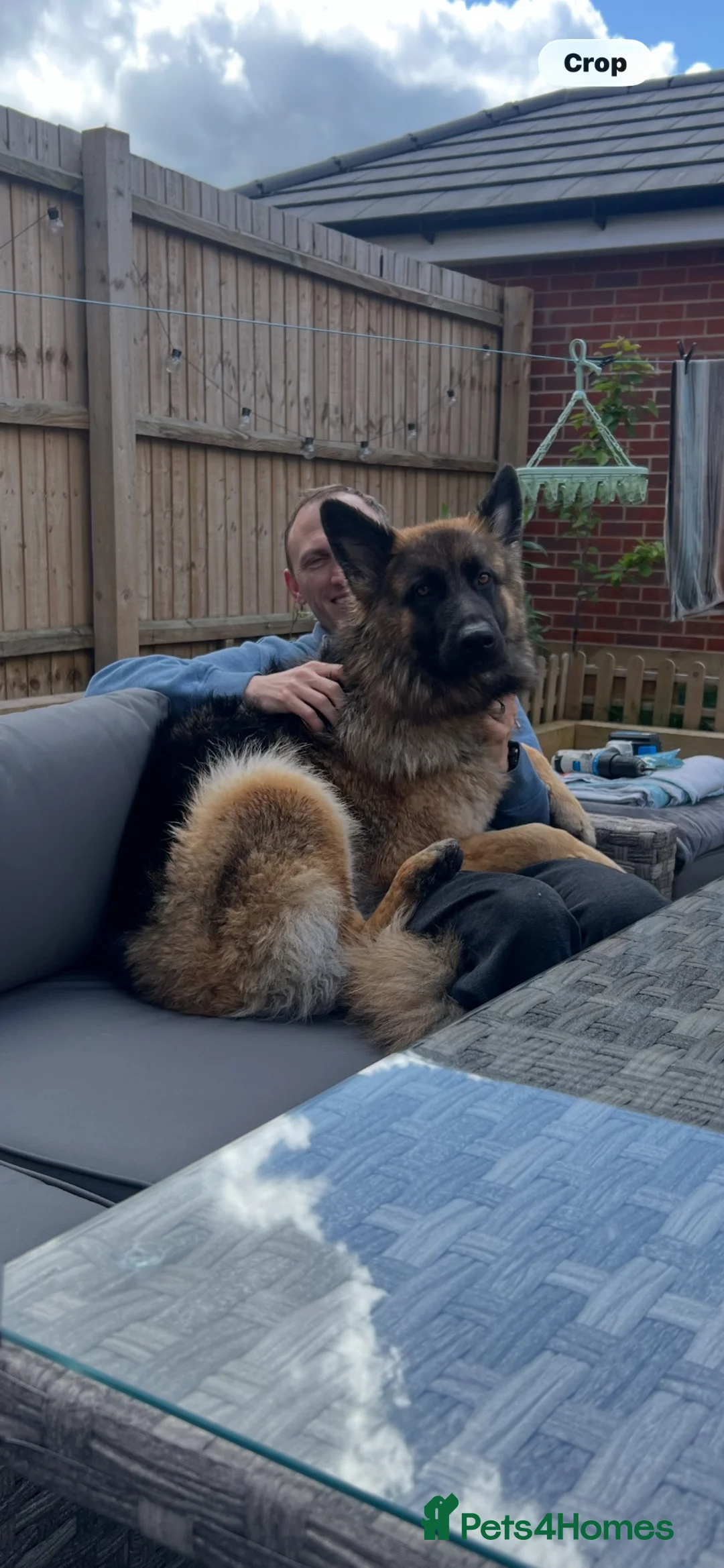 German Shepherd dogs for sale: Loving German shepherd female 19 month old - Advert 2