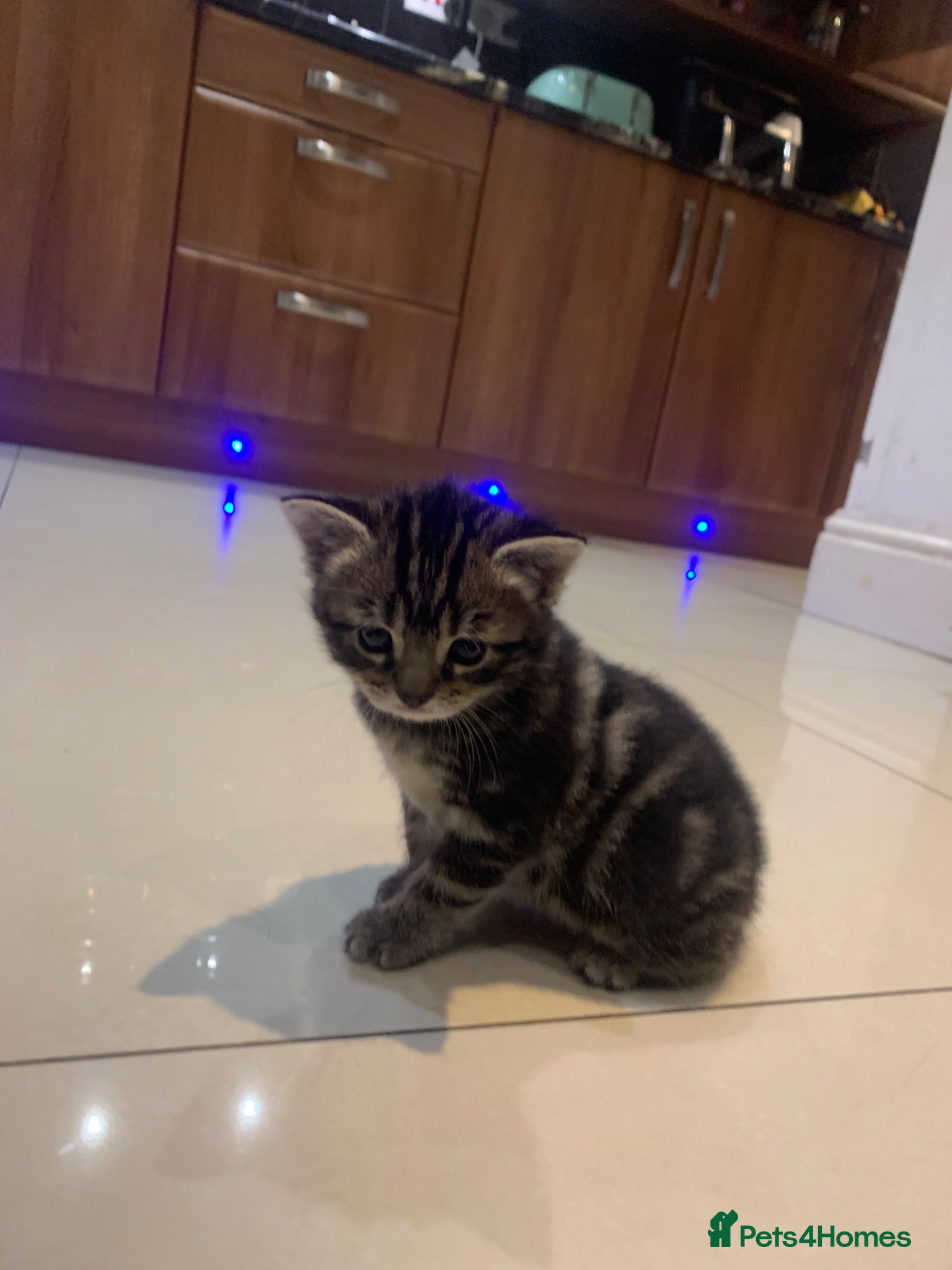 Mixed Breed cats for sale: Shorthair Tabby’s mixed breed in Solihull - Advert 12