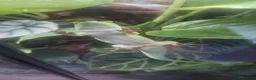 Gecko reptiles for sale: 2 giant Madagascarn day geckos for sale  - Advert 6