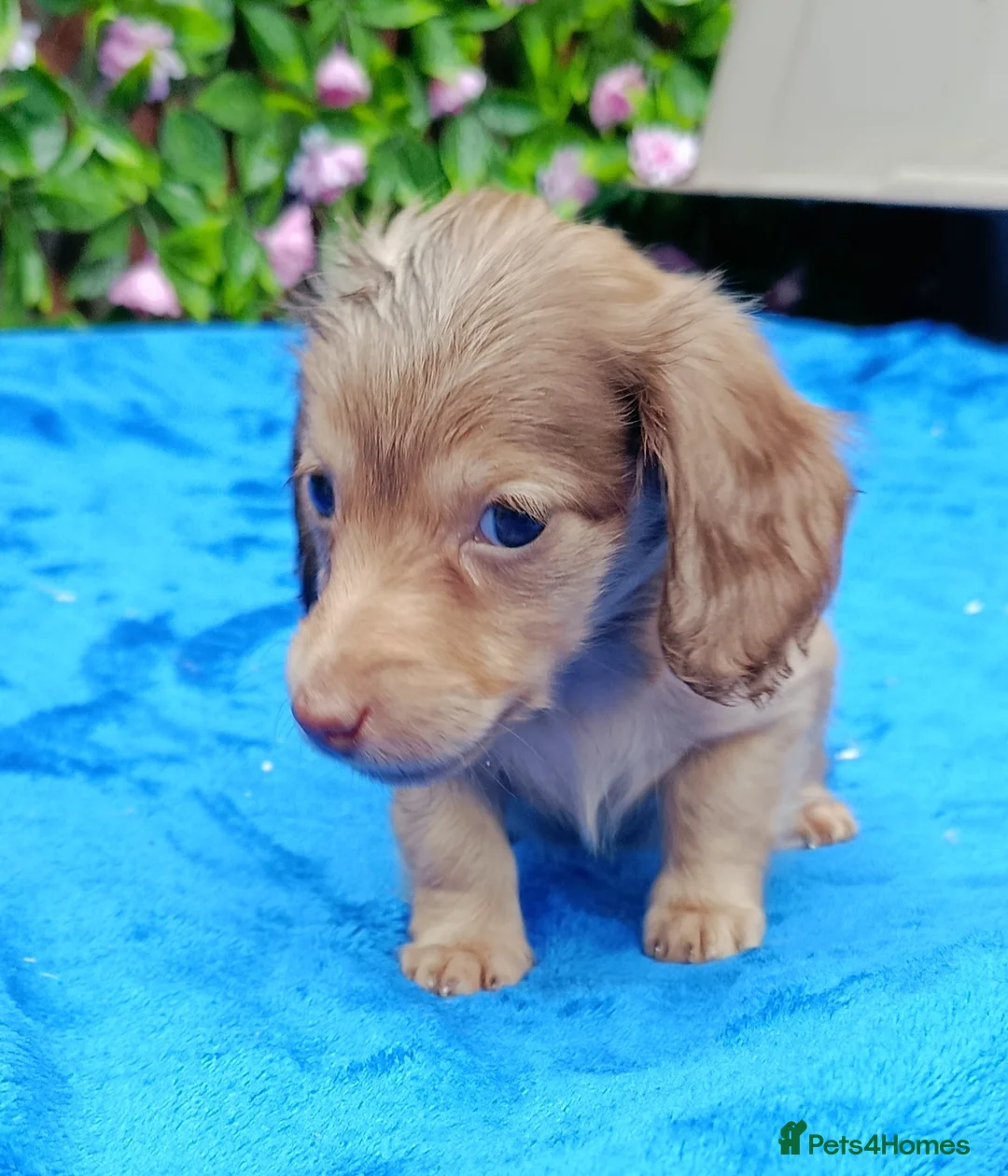 Dachshund dogs for sale: SHADED CREAM EXTRA MINI DAXIS PRA KC REG  - Advert 9