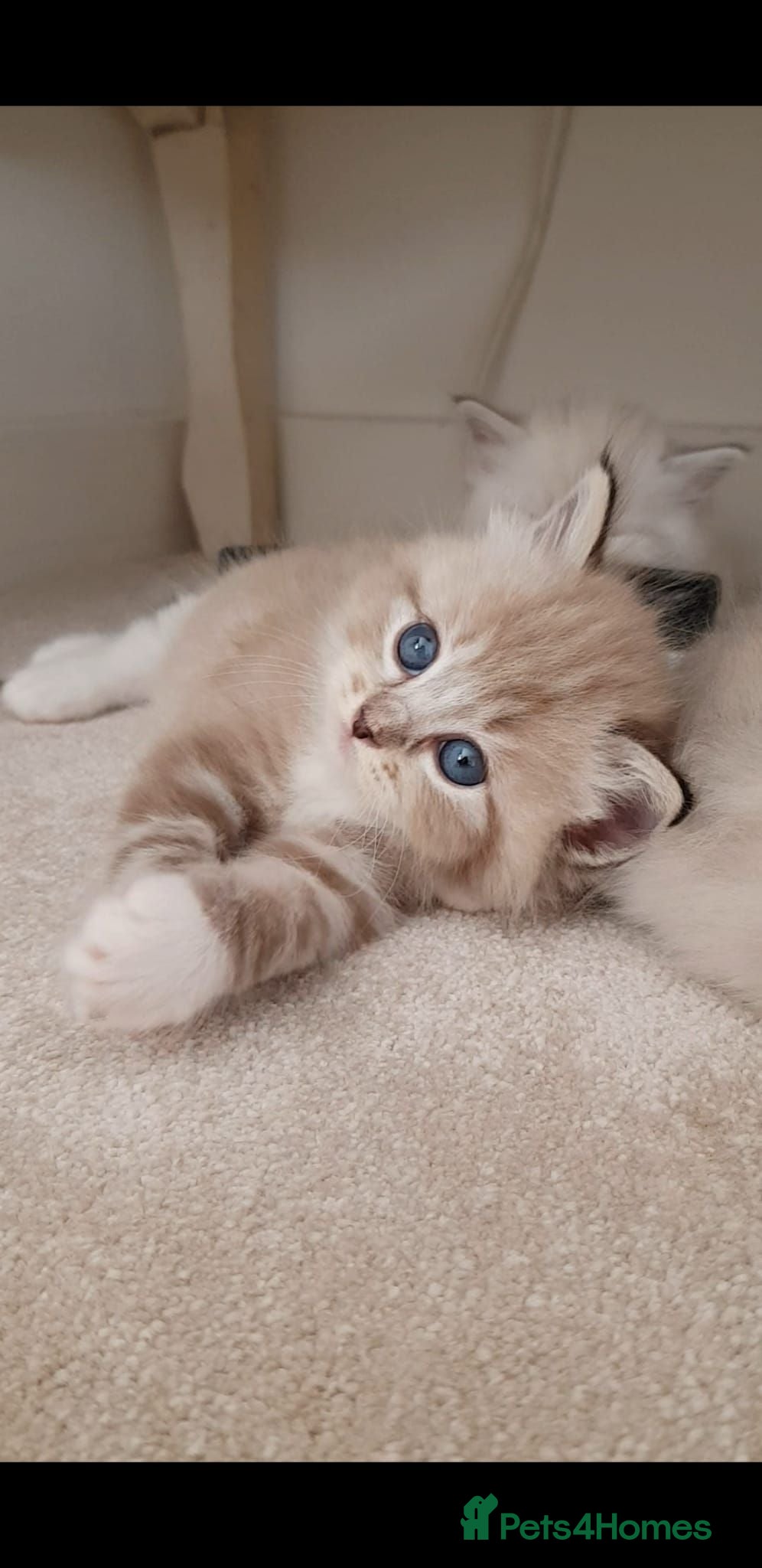 Ragdoll cats Stunning Rare Mink and Traditional Ragdolls. TICA - Advert 2