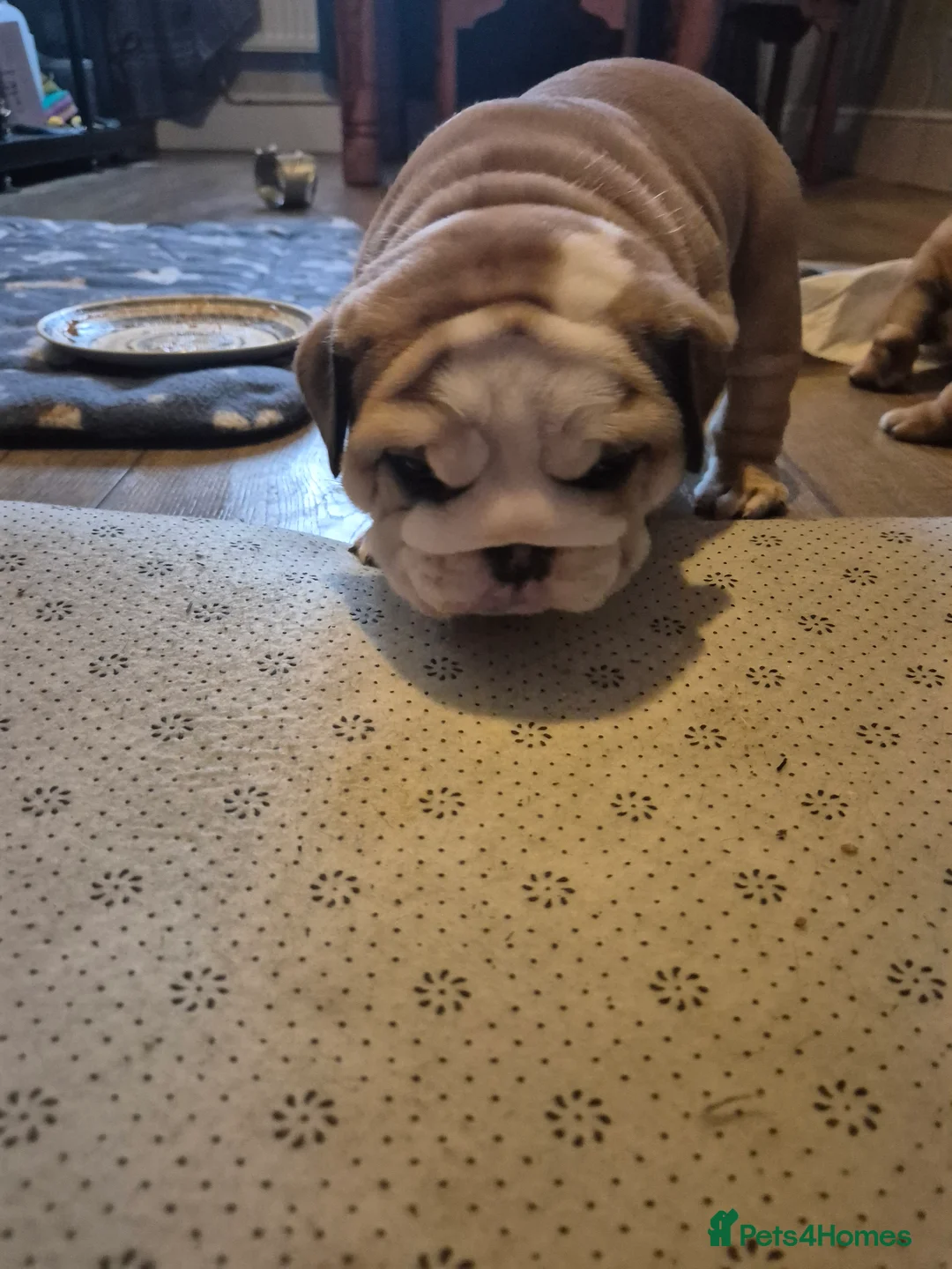 English Bulldog dogs for sale: Beautiful Red and White KC English Bulldog Puppies - Advert 13