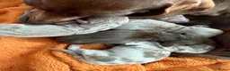 Miniature Dachshund dogs for stud: Meet Marley our Mini Dachshund stud - Advert 8