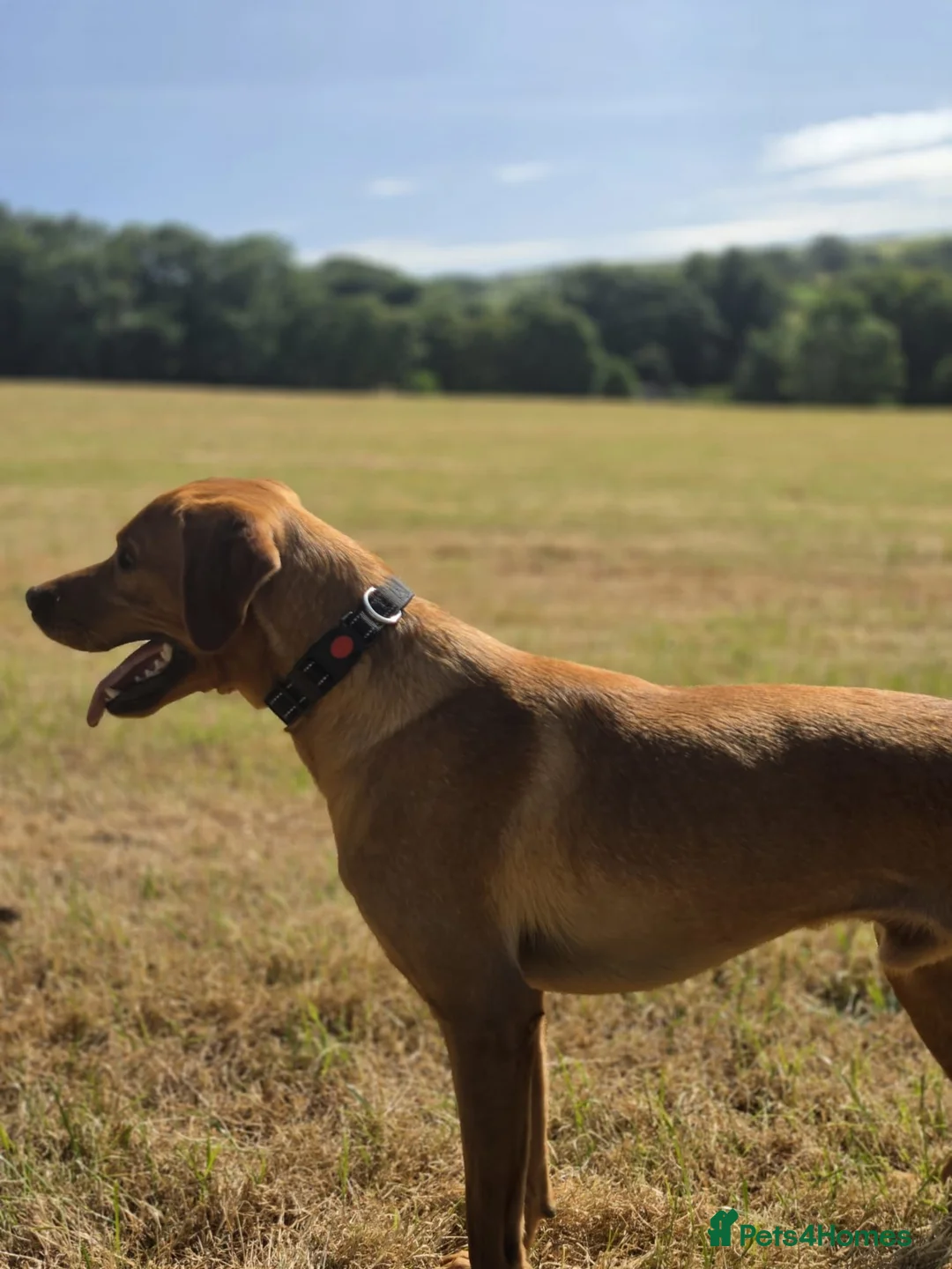Labrador Retriever dogs for sale: FOX RED LABRADOR- Urgent loving home needed - Advert 5