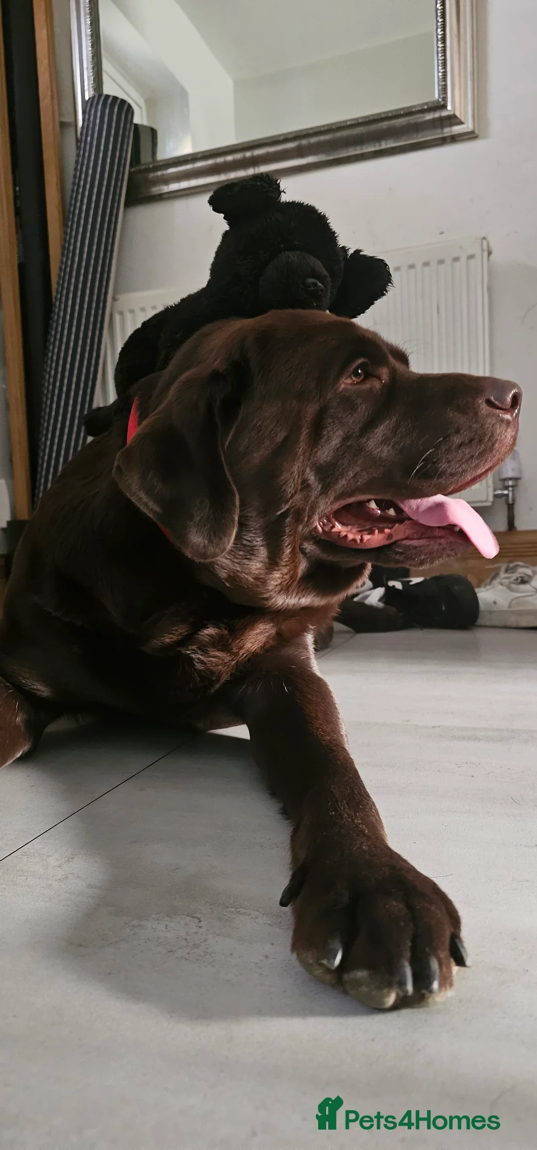 Labrador Retriever dogs for stud: Mr. Aj - Advert 7