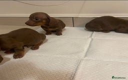 Miniature Dachshund dogs for sale: Miniature dachshund puppys - Image 6