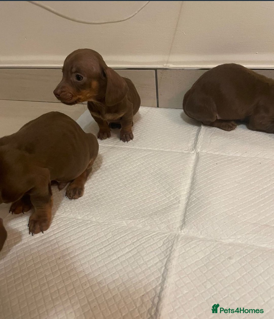 Miniature Dachshund dogs for sale: Miniature dachshund puppys - Image 6
