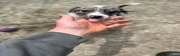 Border Collie dogs for sale: Border collie puppies - Advert 3