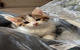 Mixed Breed cats for sale: Kittens  - Image 4