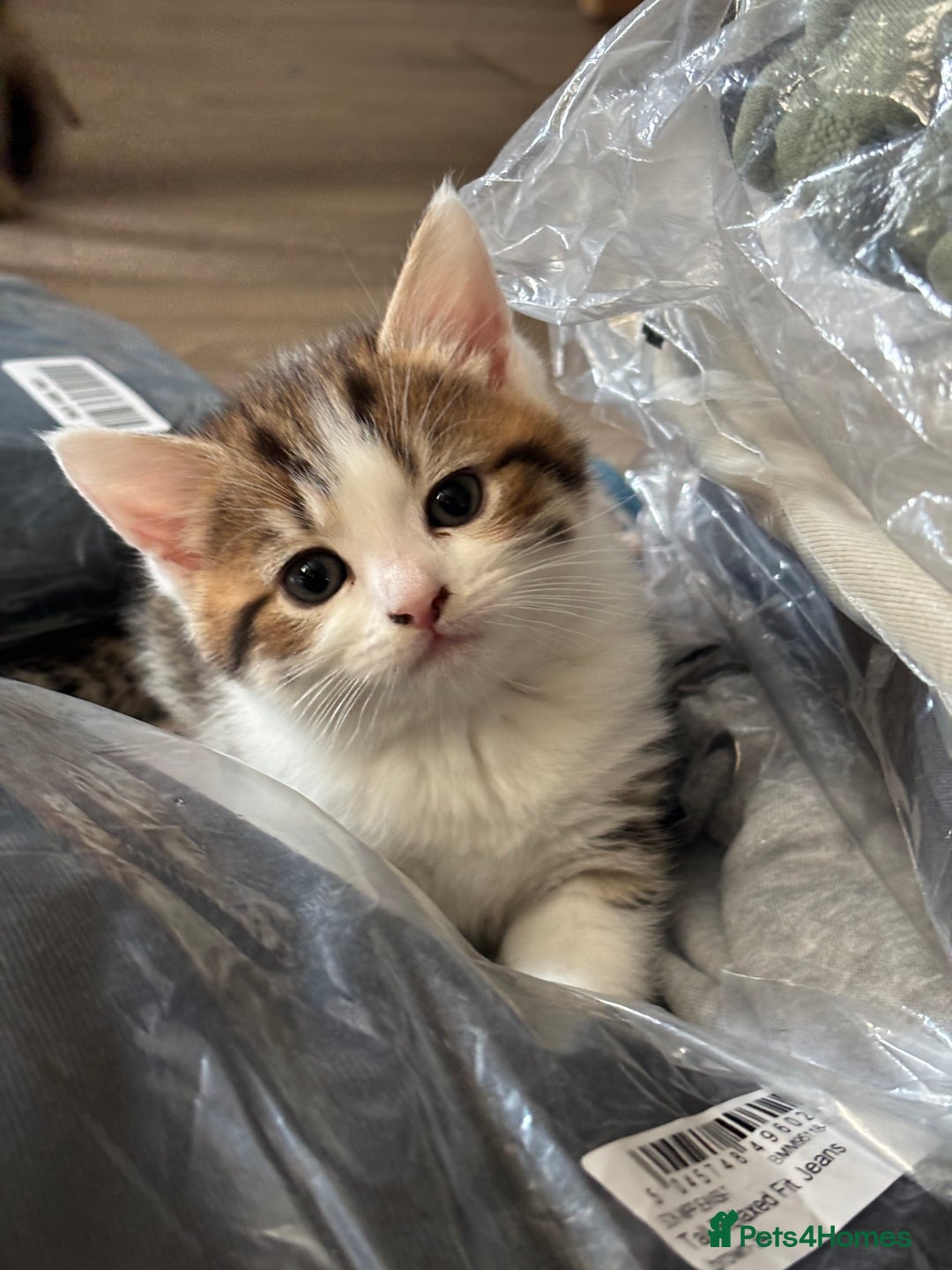 Mixed Breed cats for sale: Kittens  - Image 4