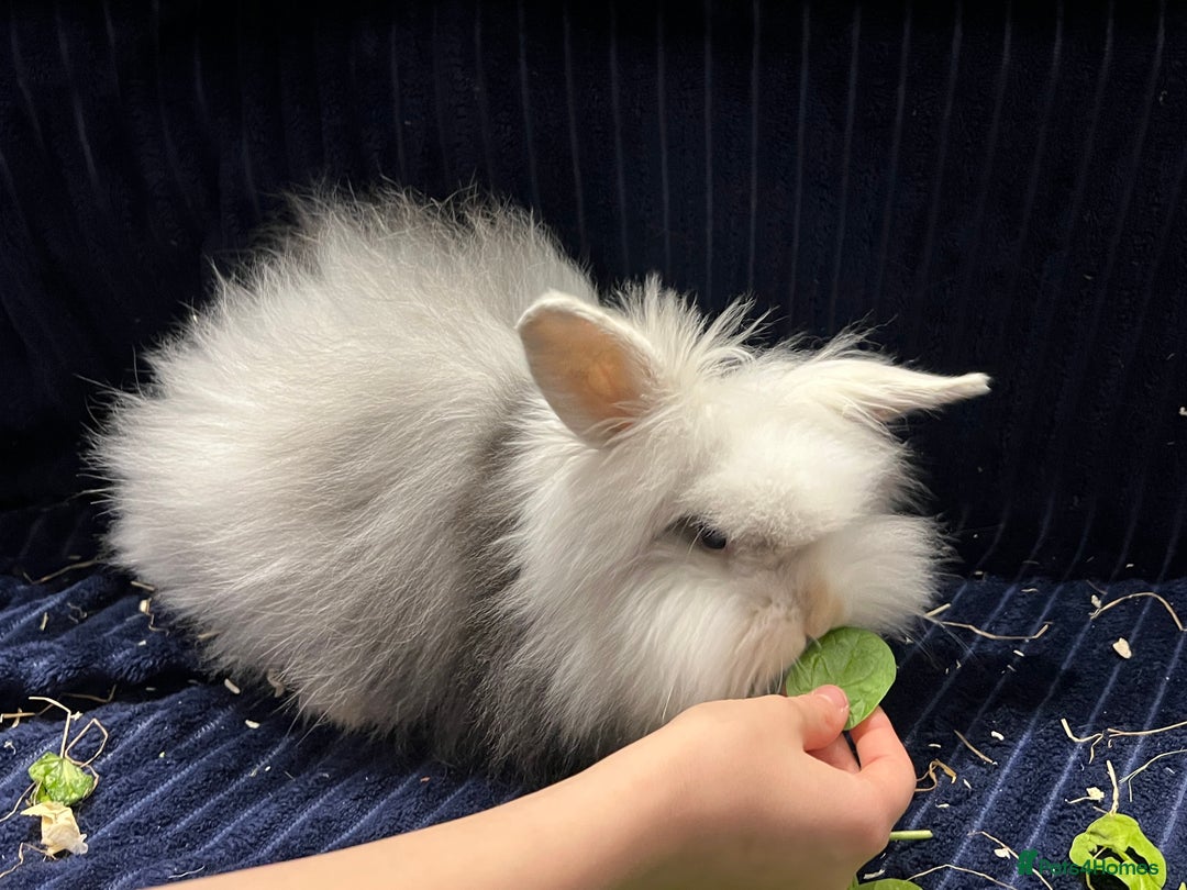 Mini Lion Lop rabbits for sale: Super cute mini lop x lionhead rabbits - Advert 1