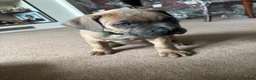 Cane Corso dogs for sale: Grand champion bloodline Cane Corso puppies  - Advert 23