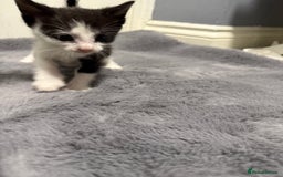 Mixed Breed cats for sale: Mixed kittens 4 males  - Image 6