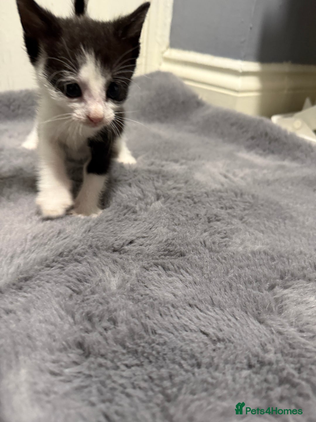 Mixed Breed cats for sale: Mixed kittens 4 males  - Image 6