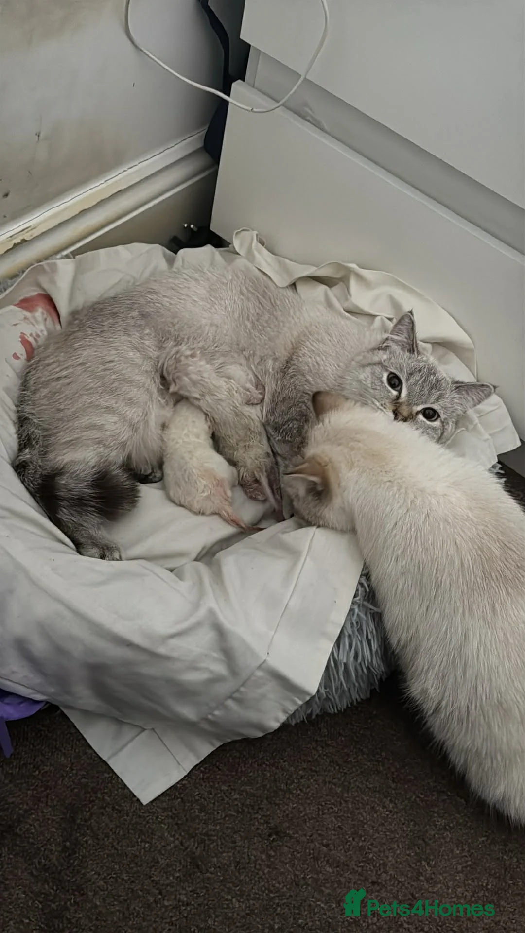 Scottish Fold cats for sale: Premium Scottish Straight Kittens Rare Colour in Gillingham - Advert 1