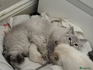 Scottish Fold cats Premium Scottish Straight Kittens Rare Colour - Advert 3