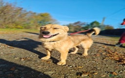 Mixed Breed dogs for adoption: ❤️🐶Meet Kira – a 2.5-year-old small girl❤️🐶 - Advert 12