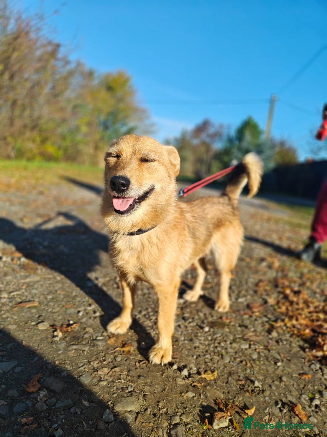 Mixed Breed dogs for adoption: ❤️🐶Meet Kira – a 2.5-year-old small girl❤️🐶 - Advert 12