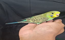 Budgerigars birds for sale: Silly hand tamed baby budgies for sale  - Image 17