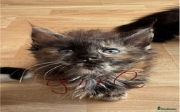 Maine Coon cats for sale: 6 beautiful angels - Image 5