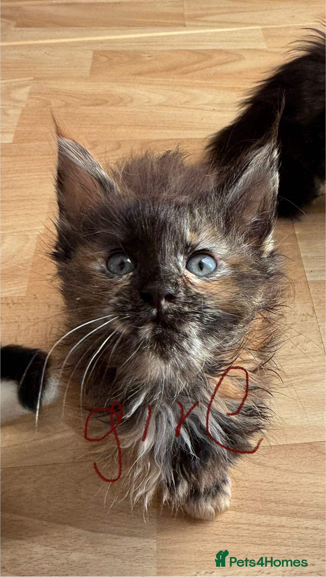 Maine Coon cats for sale: 6 beautiful angels - Image 5